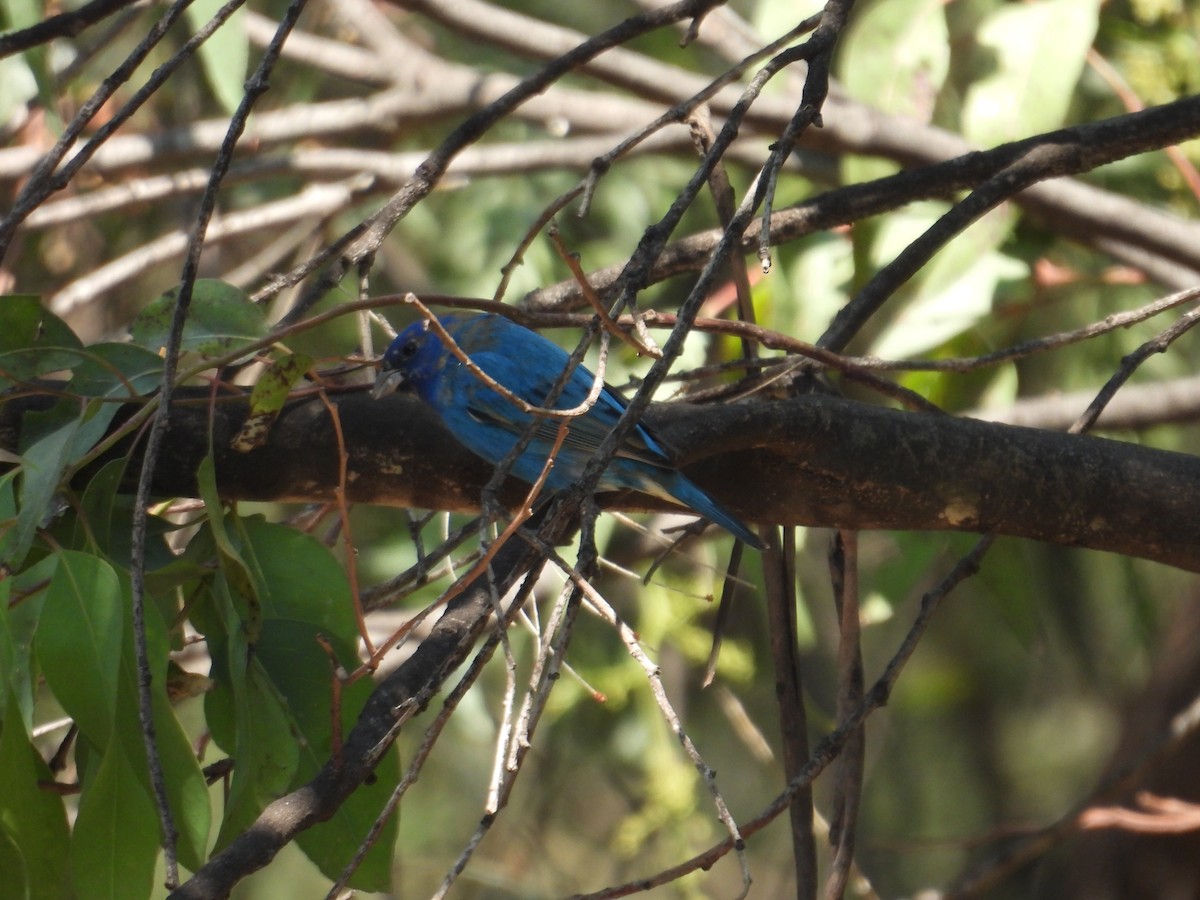Indigo Bunting - ML652632415