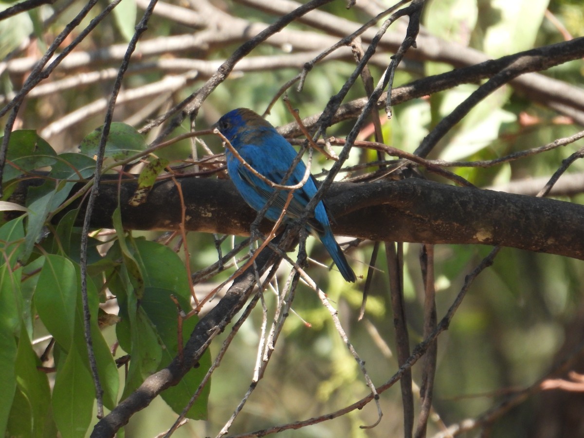 Indigo Bunting - ML652632416