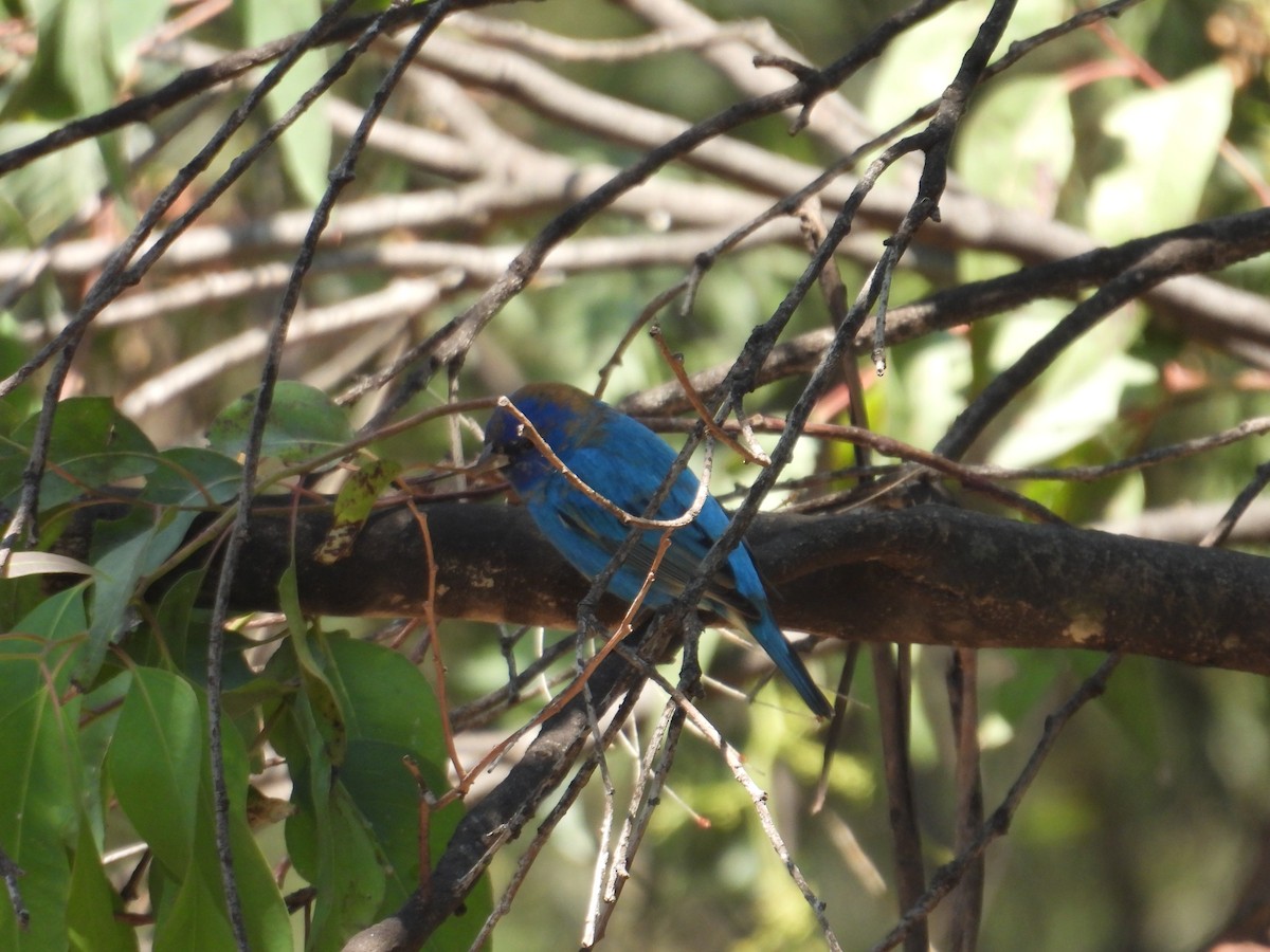 Indigo Bunting - ML652632417