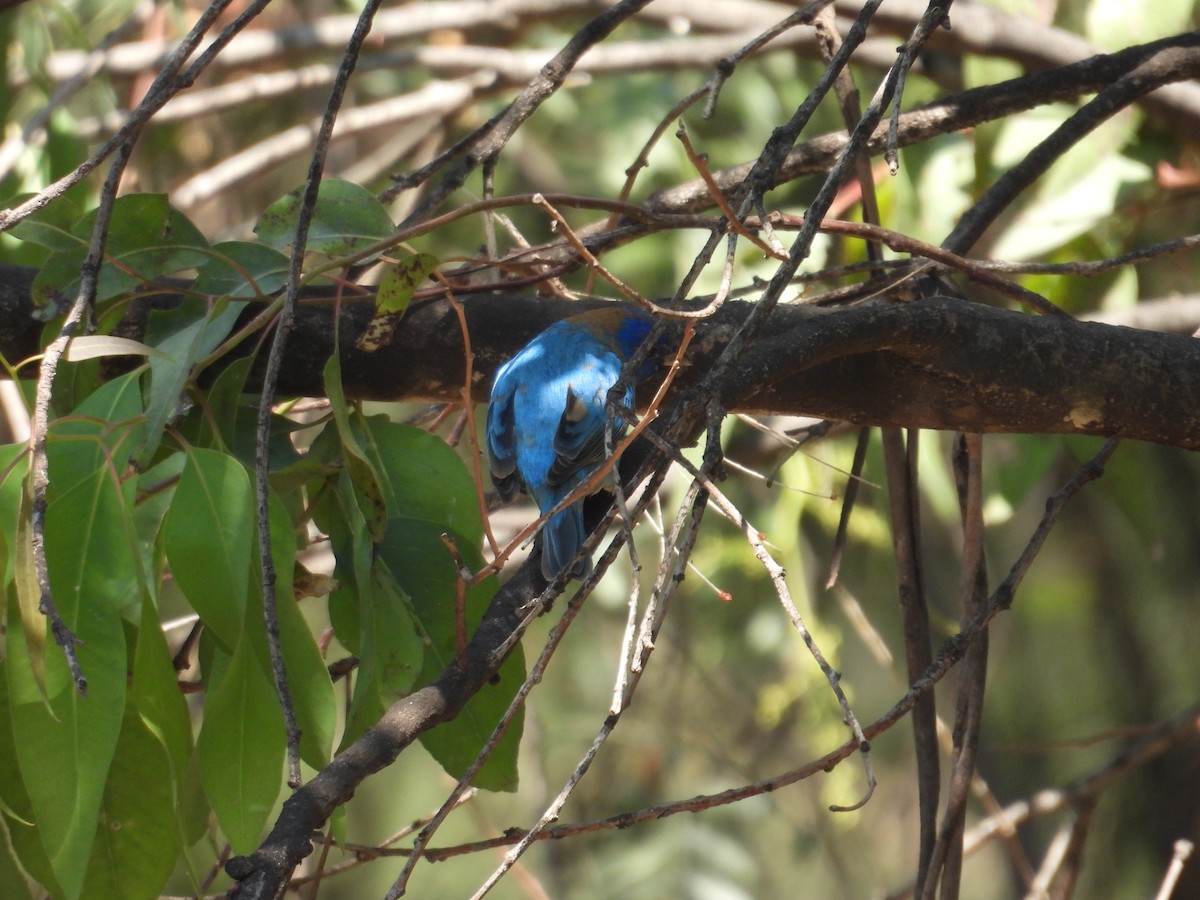 Indigo Bunting - ML652632418