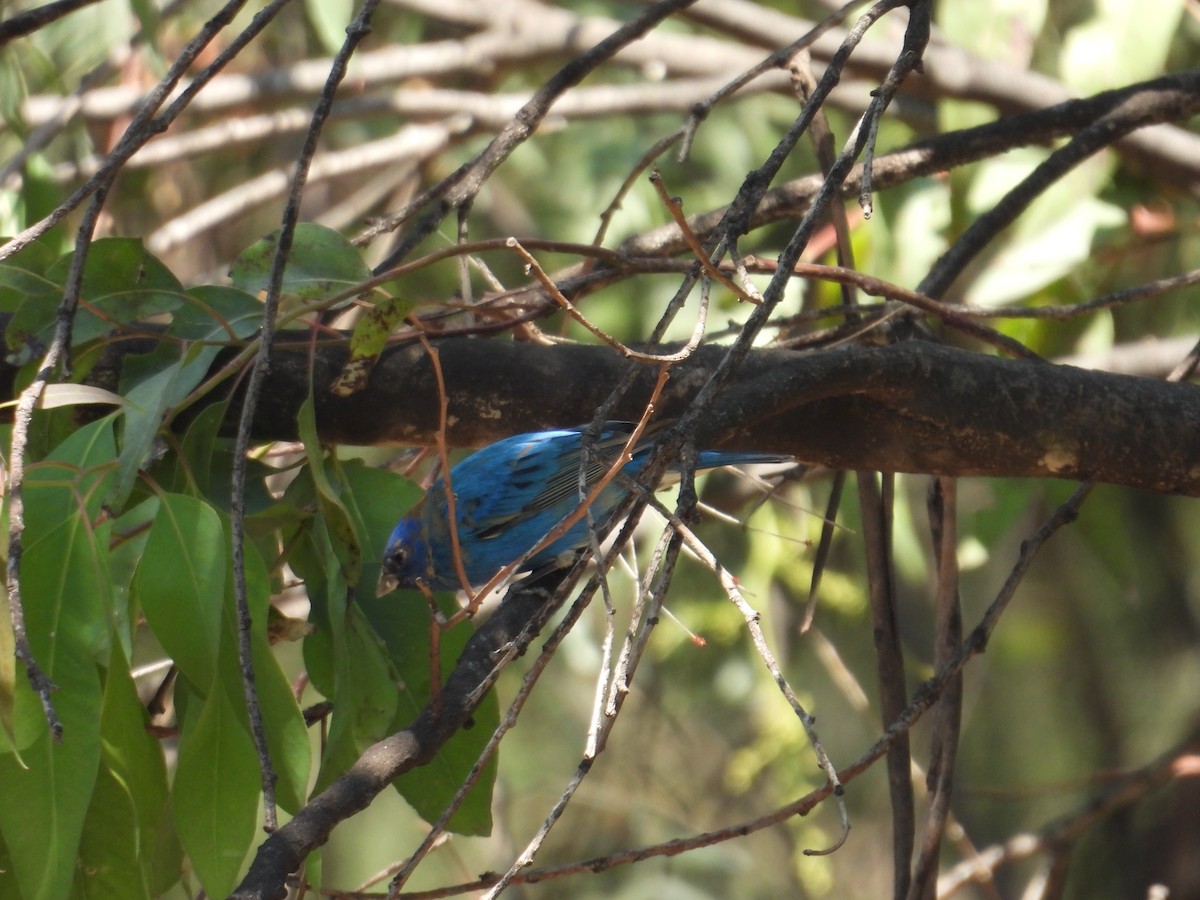 Indigo Bunting - ML652632419