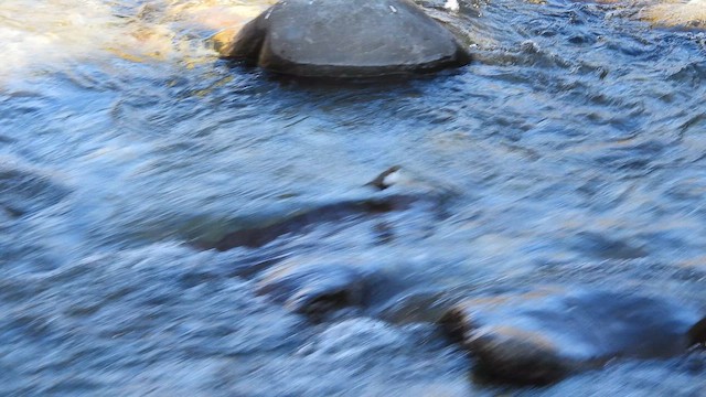 Derekuşu - ML652632427