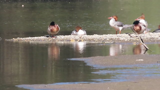 Büyük Tarakdiş - ML652632465