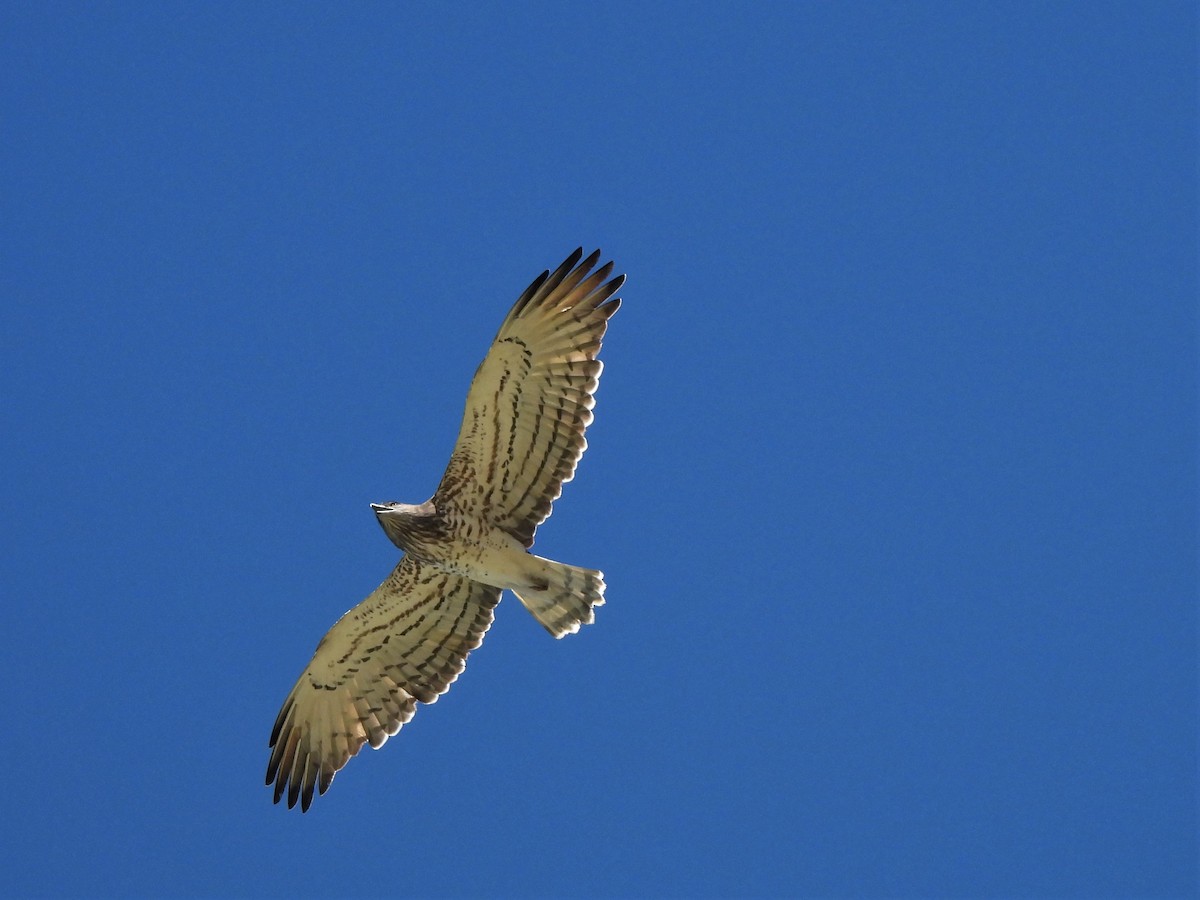 Schlangenadler - ML652632554