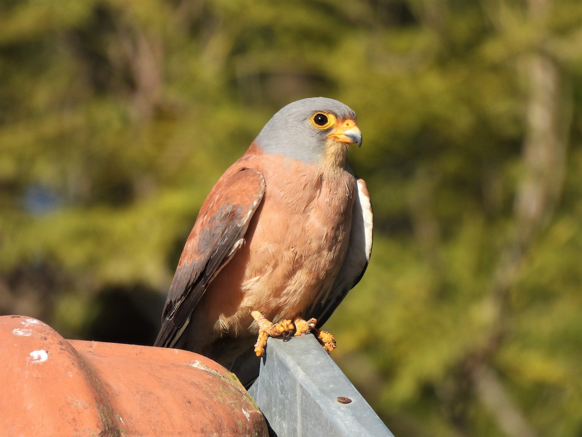 Rötelfalke - ML652632564