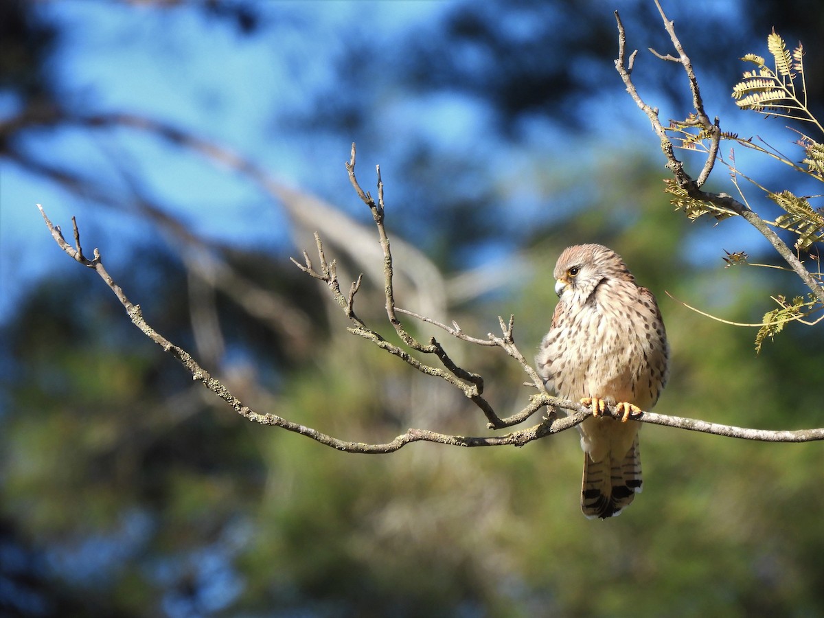 Rötelfalke - ML652632566