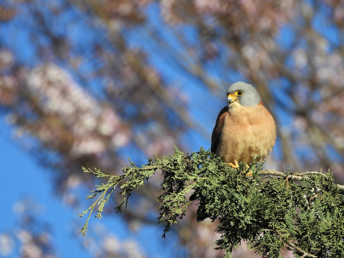 Rötelfalke - ML652632579