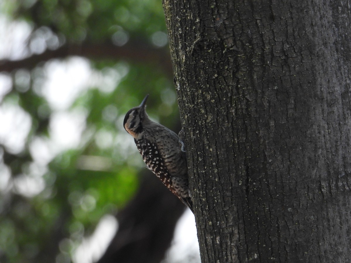 Ladder-backed Woodpecker - ML652632667