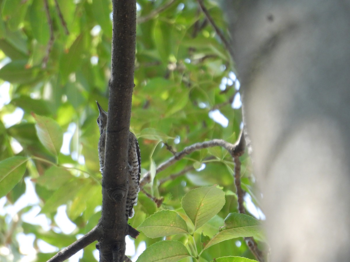 Ladder-backed Woodpecker - ML652632672