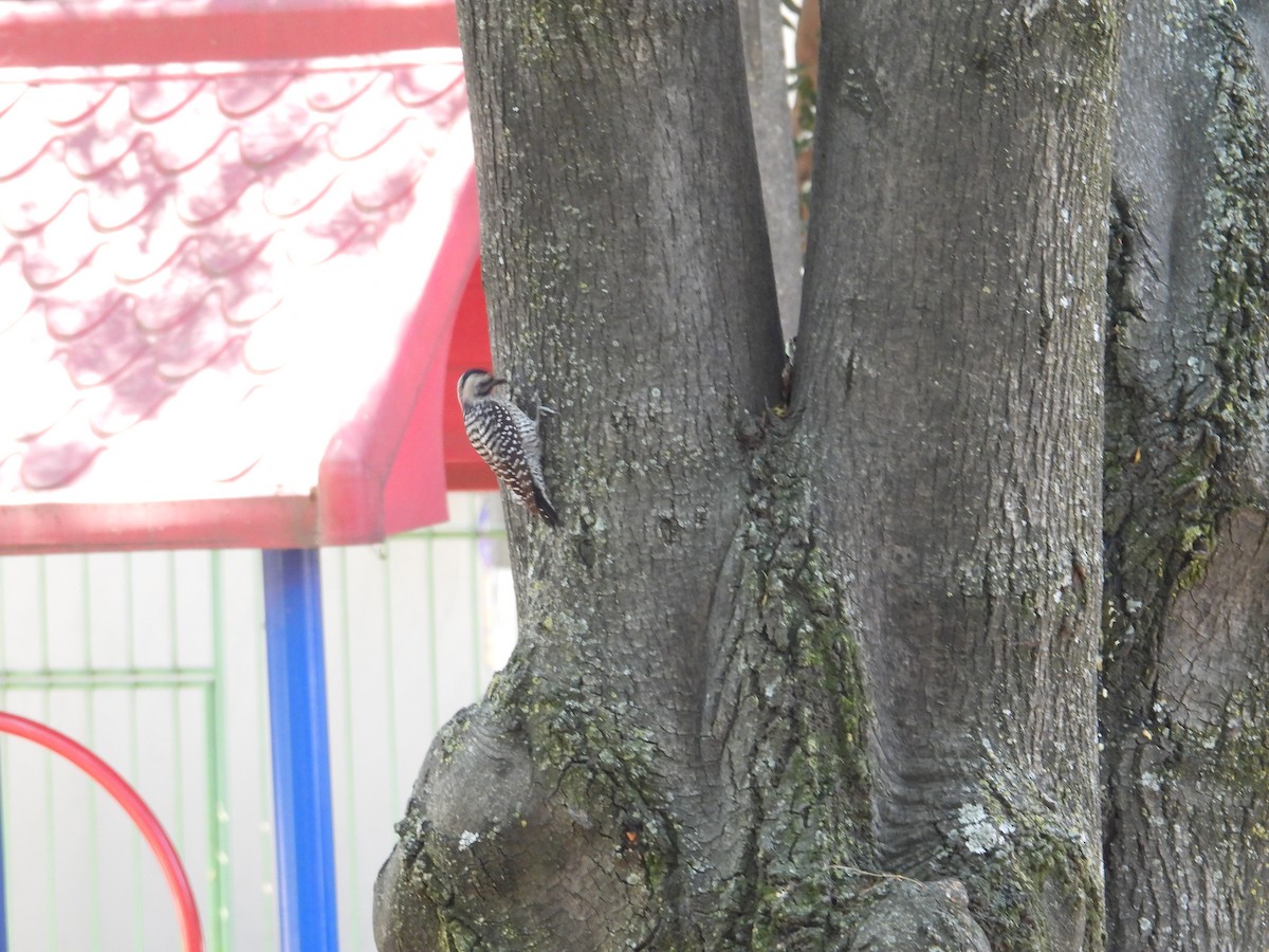 Ladder-backed Woodpecker - ML652632673