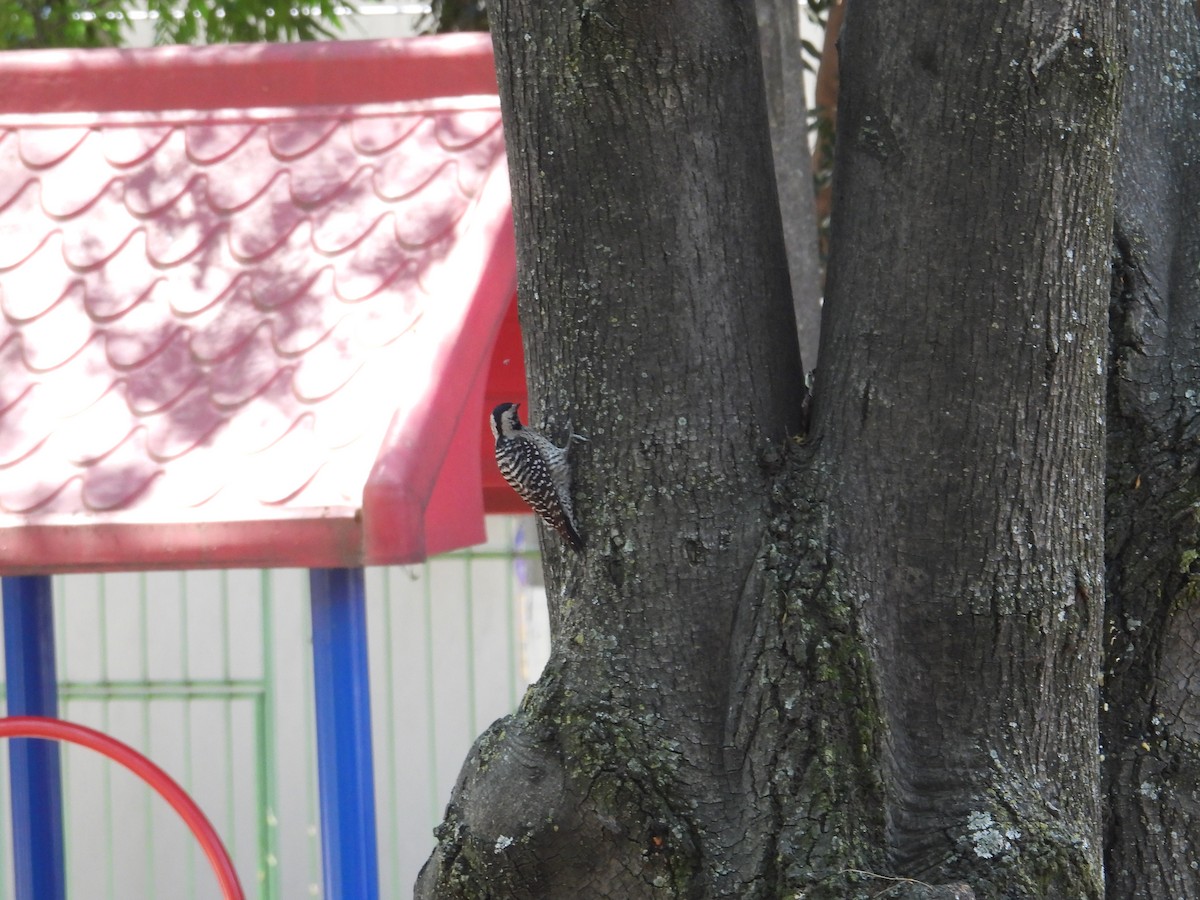 Ladder-backed Woodpecker - ML652632674