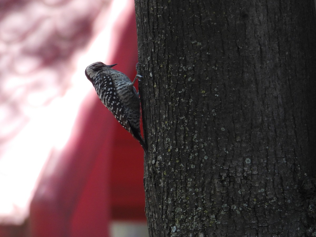 Ladder-backed Woodpecker - ML652632675