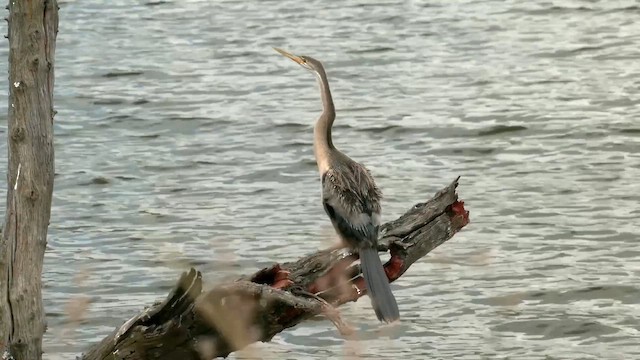 Yılanboyun - ML652632688