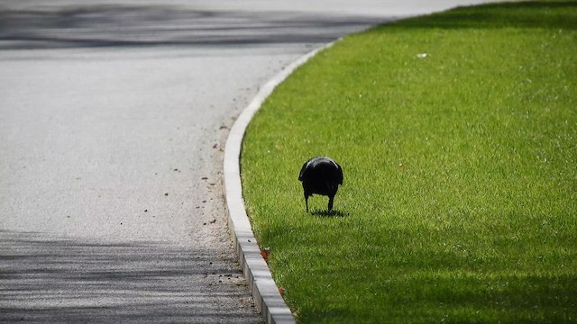 Kara Leş Kargası - ML652632692