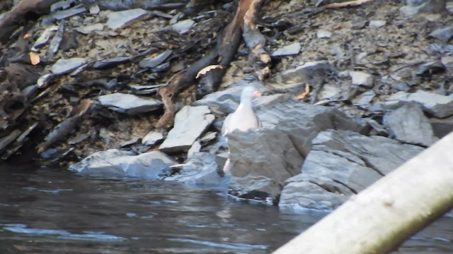 Tahtalı - ML652632757