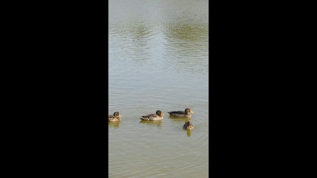 Sarı Gagalı Ördek - ML652632799