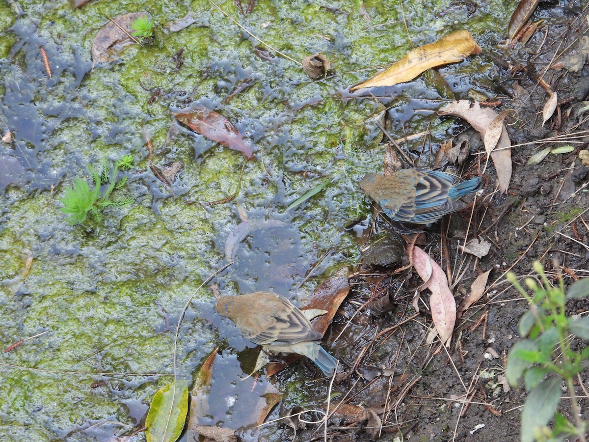 Indigo Bunting - ML652632847