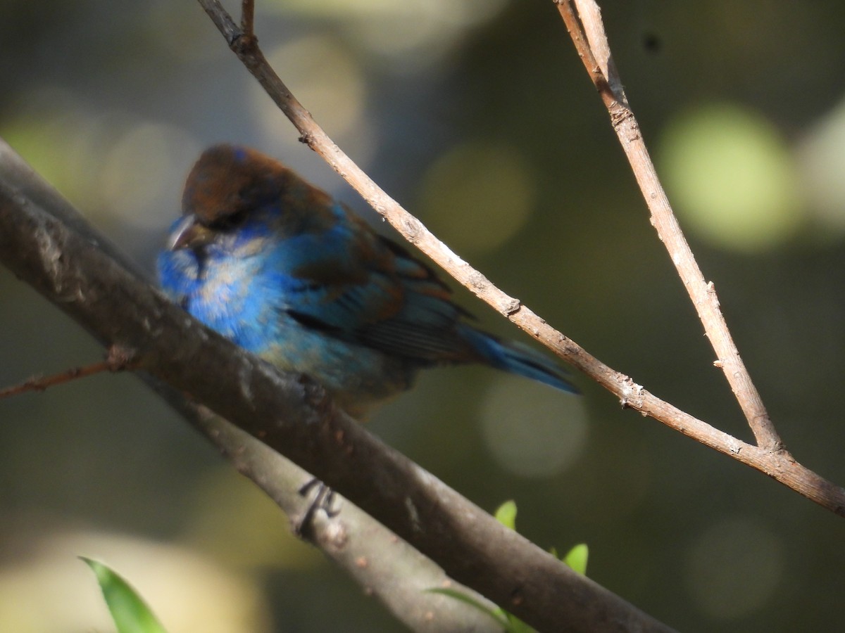Indigo Bunting - ML652632848