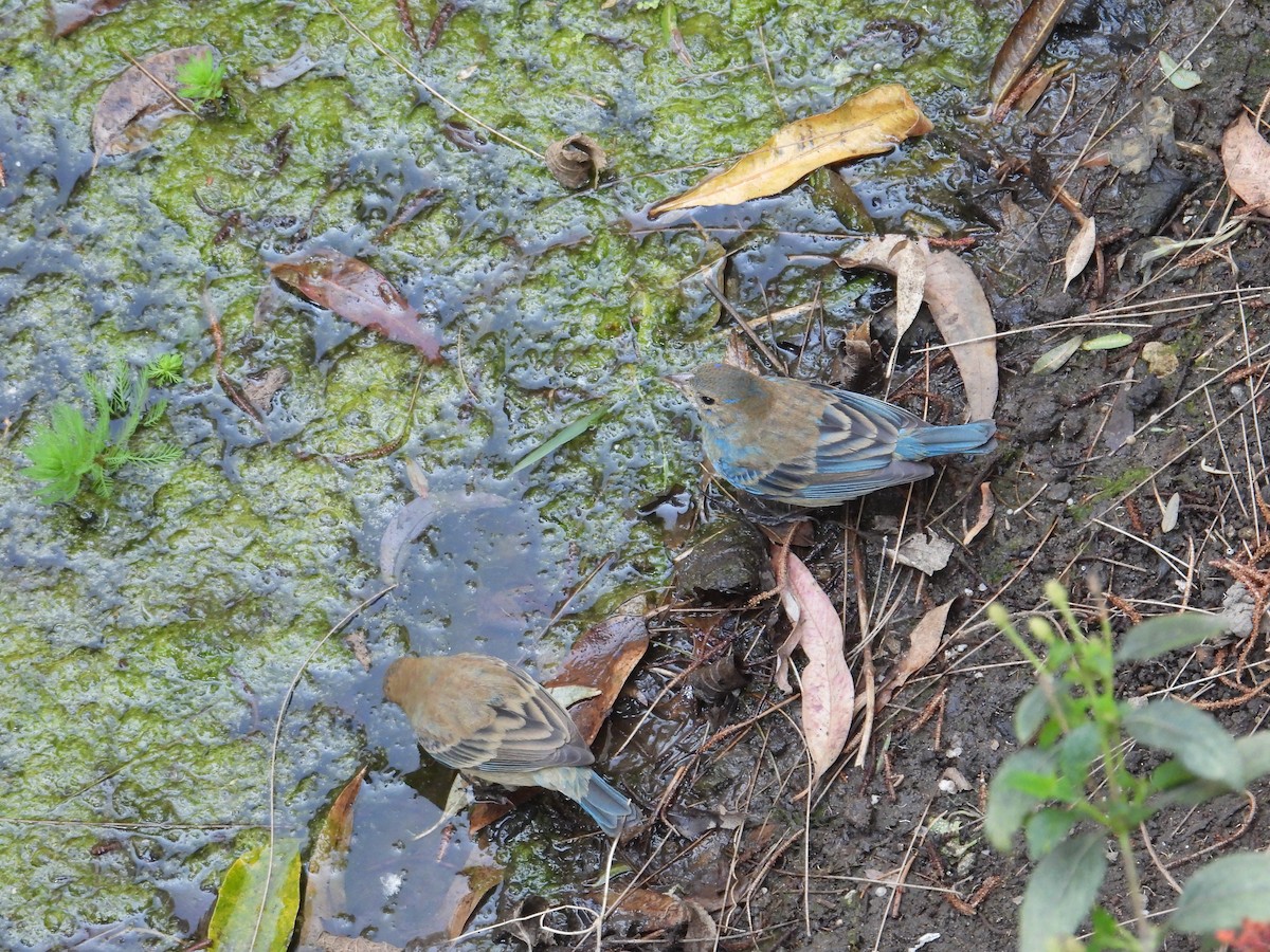 Indigo Bunting - ML652632849