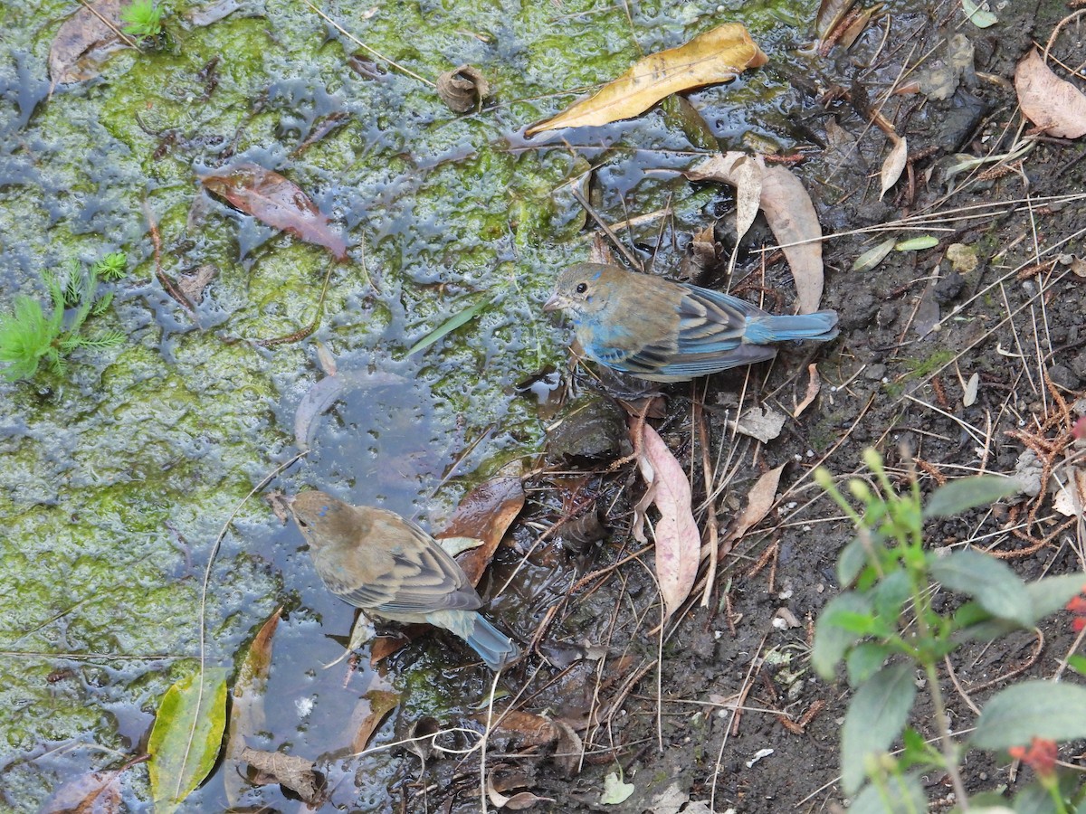 Indigo Bunting - ML652632850