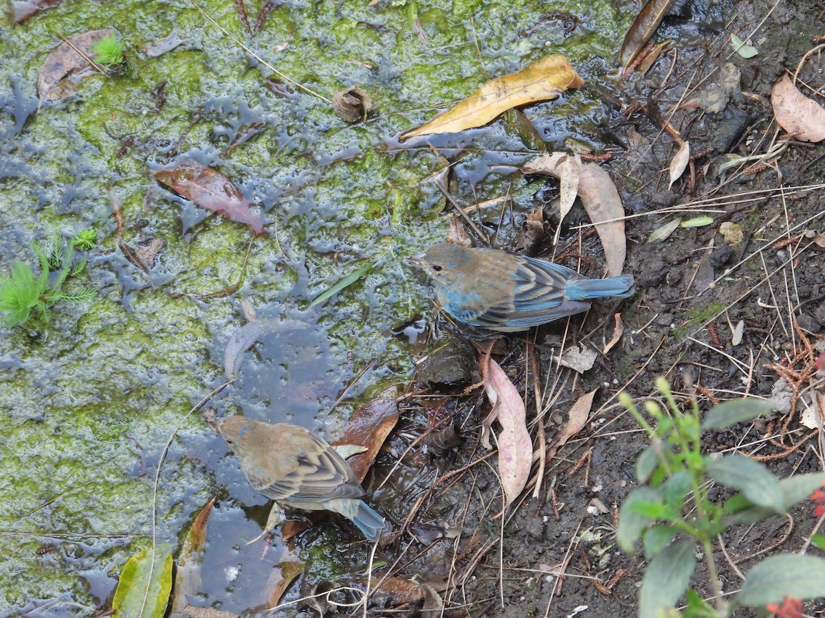 Indigo Bunting - ML652632851