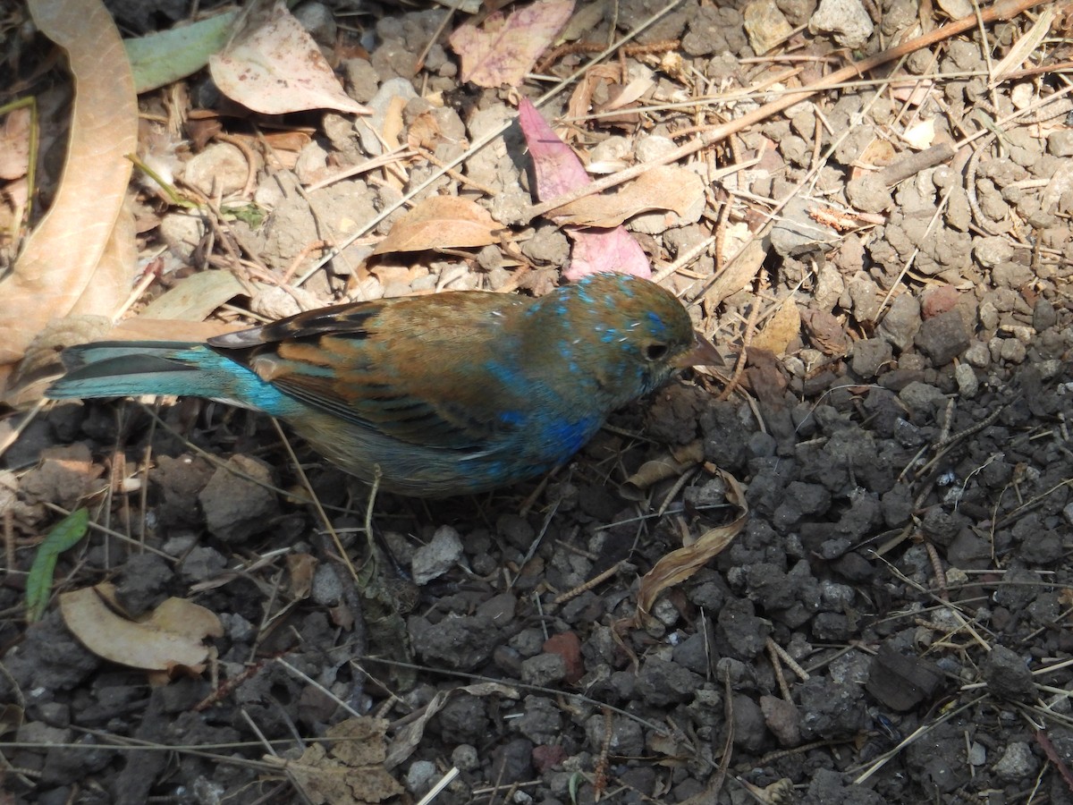 Indigo Bunting - ML652632852