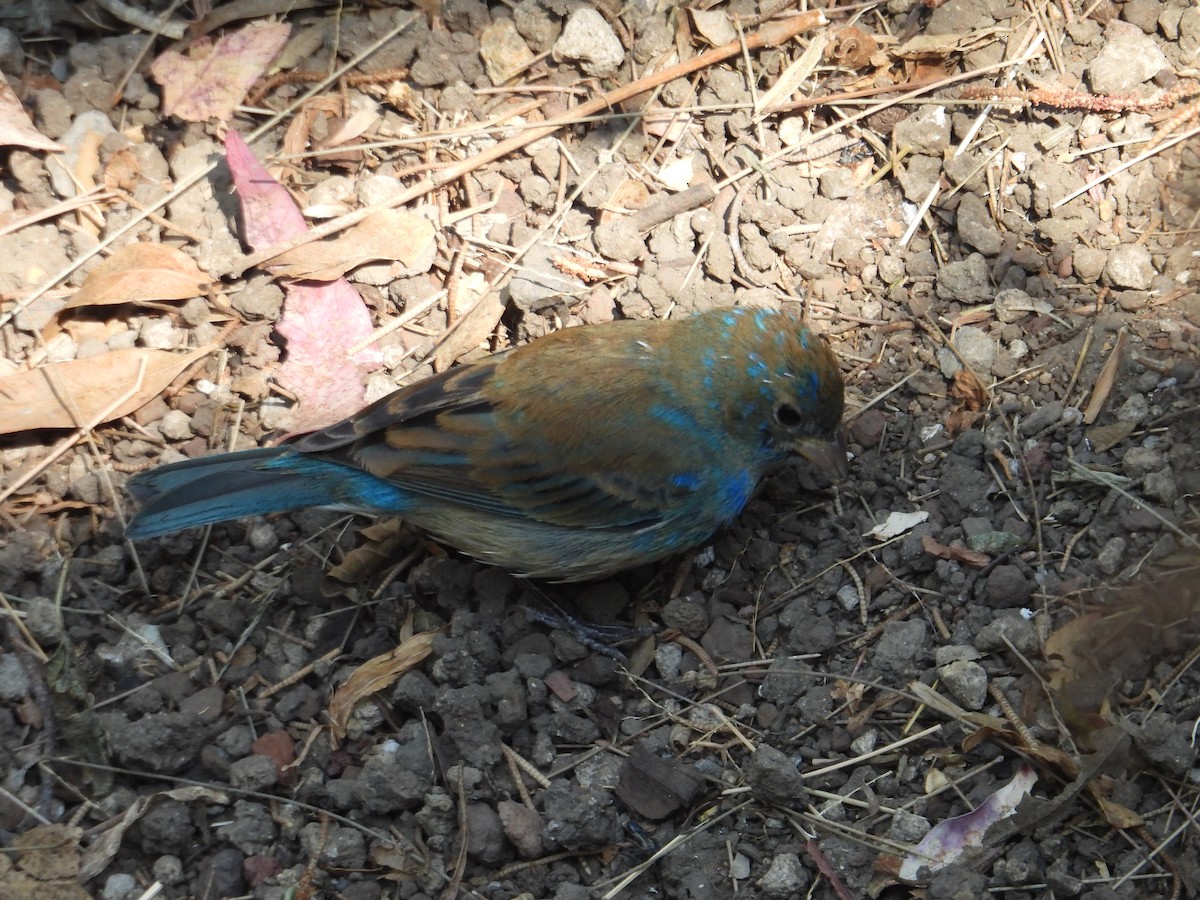 Indigo Bunting - ML652632853