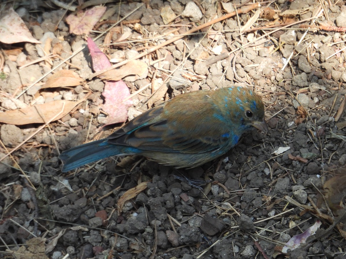 Indigo Bunting - ML652632854
