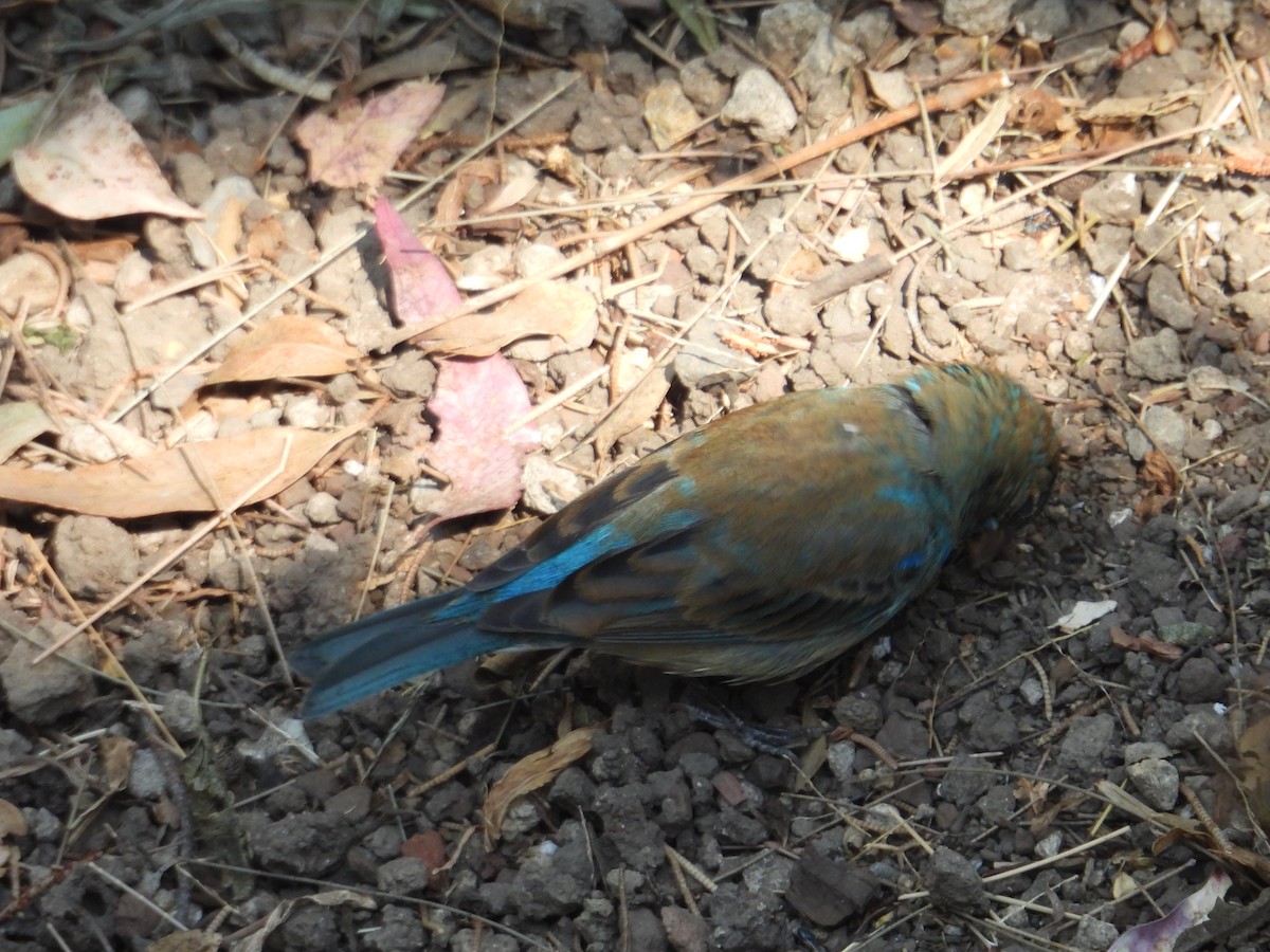 Indigo Bunting - ML652632855