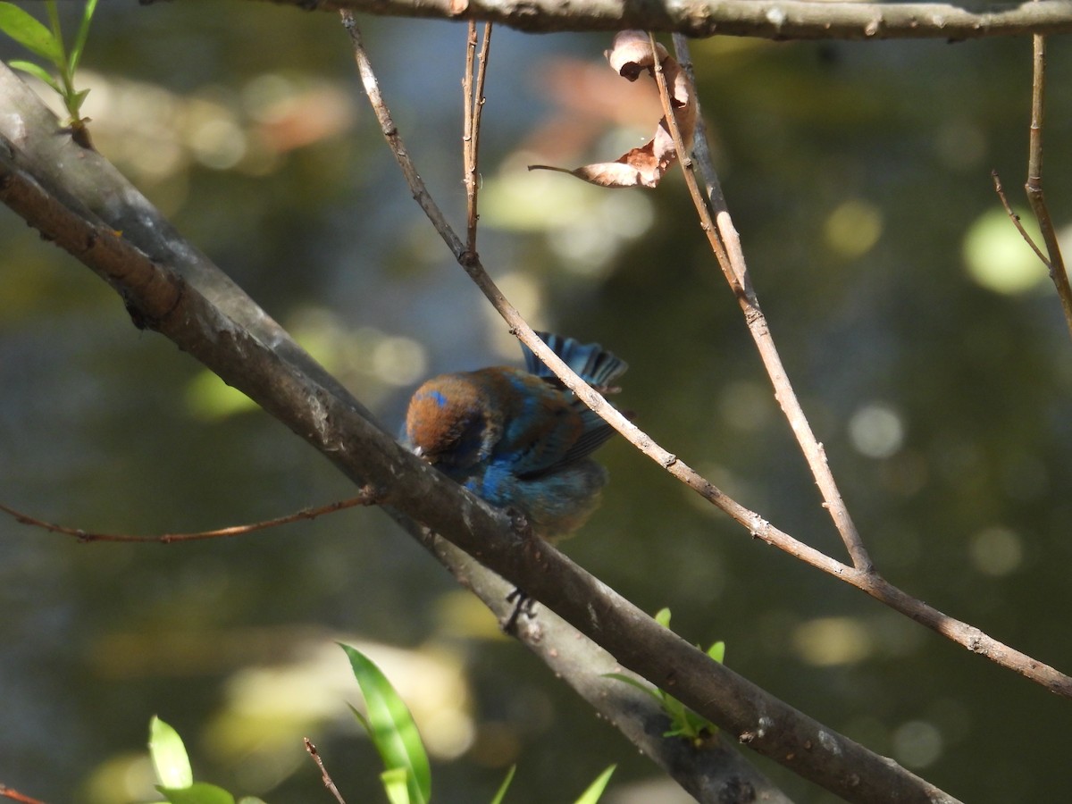 Indigo Bunting - ML652632856