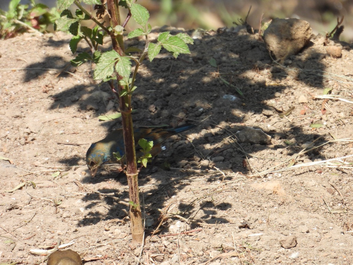 Indigo Bunting - ML652632895