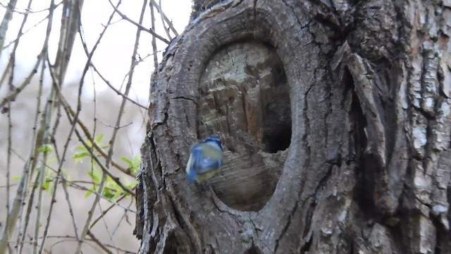 Mavi Baştankara - ML652633002