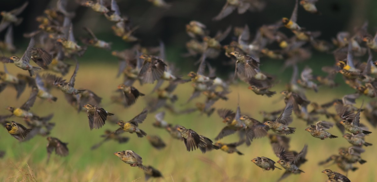 Baya Weaver - ML652633017