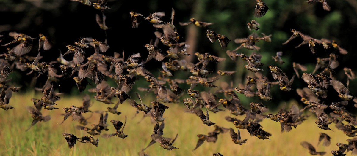 Baya Weaver - ML652633018