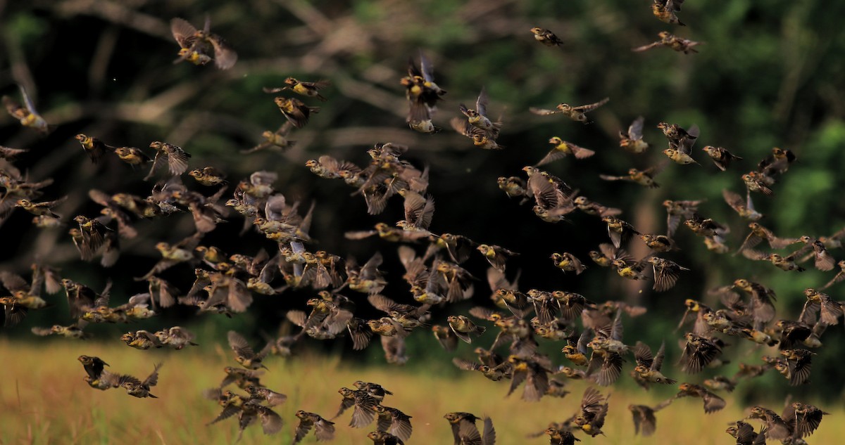 Baya Weaver - ML652633019