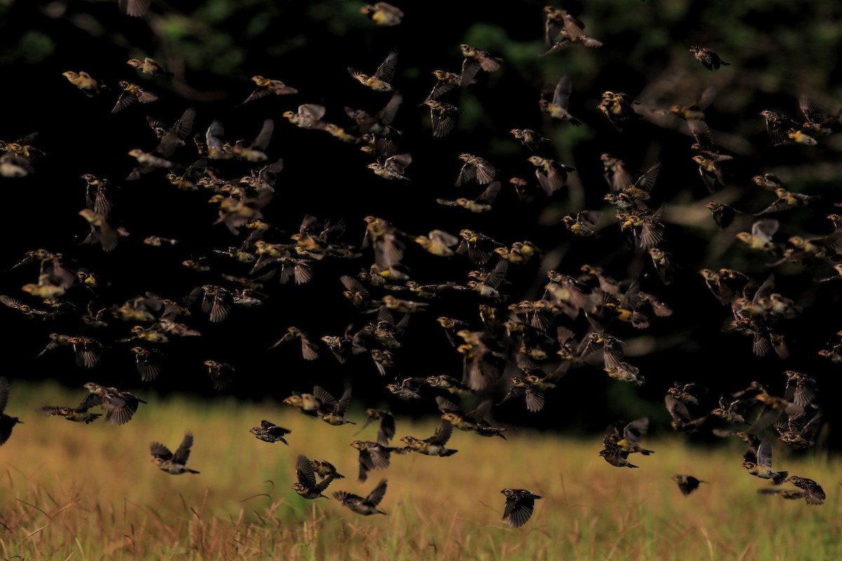 Baya Weaver - ML652633020