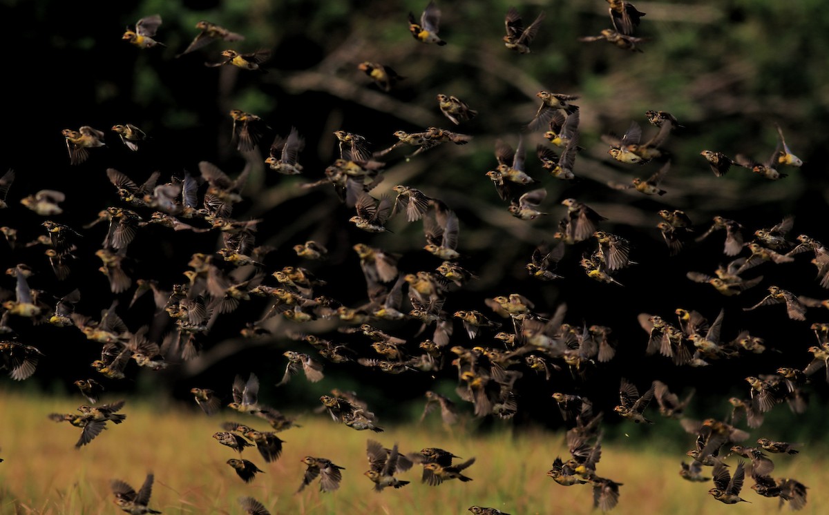 Baya Weaver - ML652633027