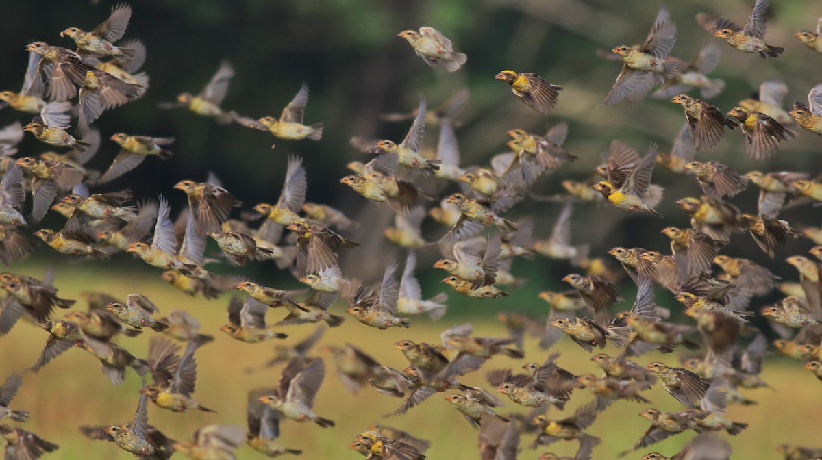 Baya Weaver - ML652633028