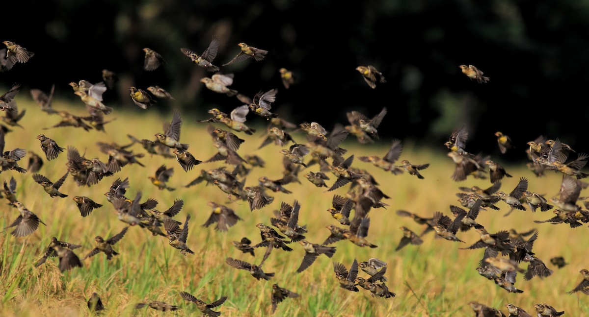 Baya Weaver - ML652633029