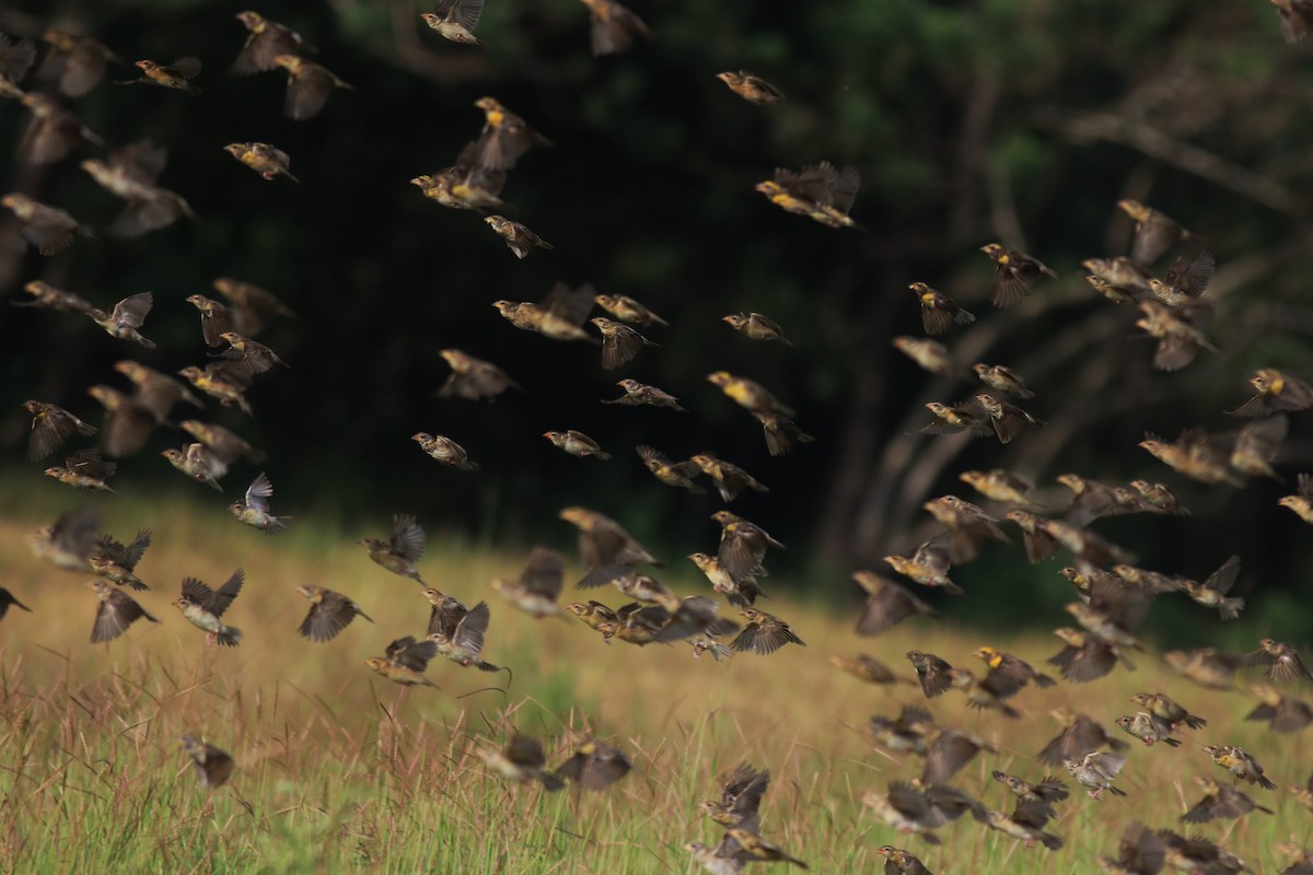 Baya Weaver - ML652633030