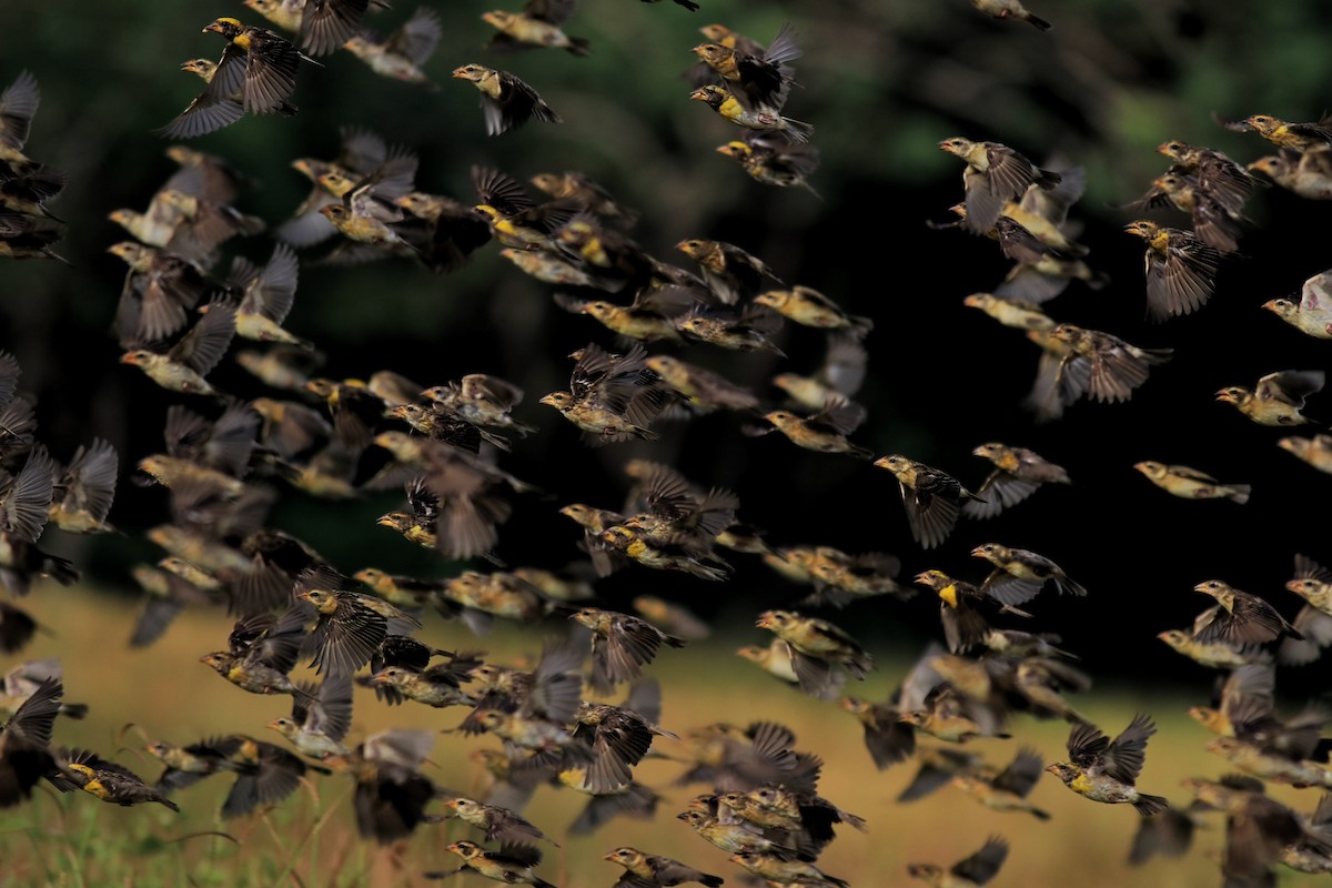 Baya Weaver - ML652633031