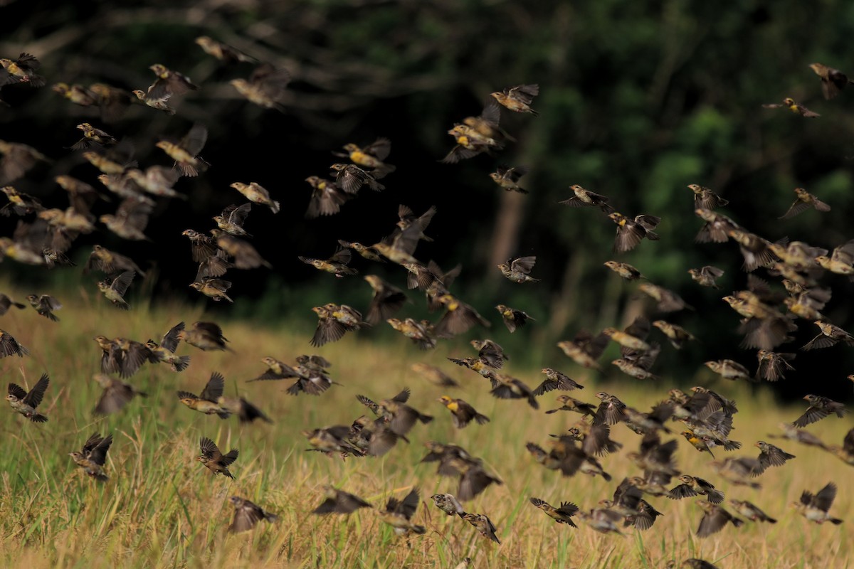 Baya Weaver - ML652633032