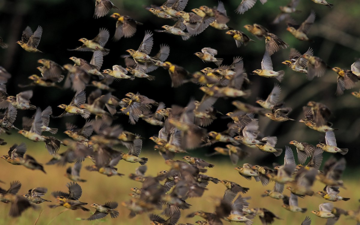 Baya Weaver - ML652633033