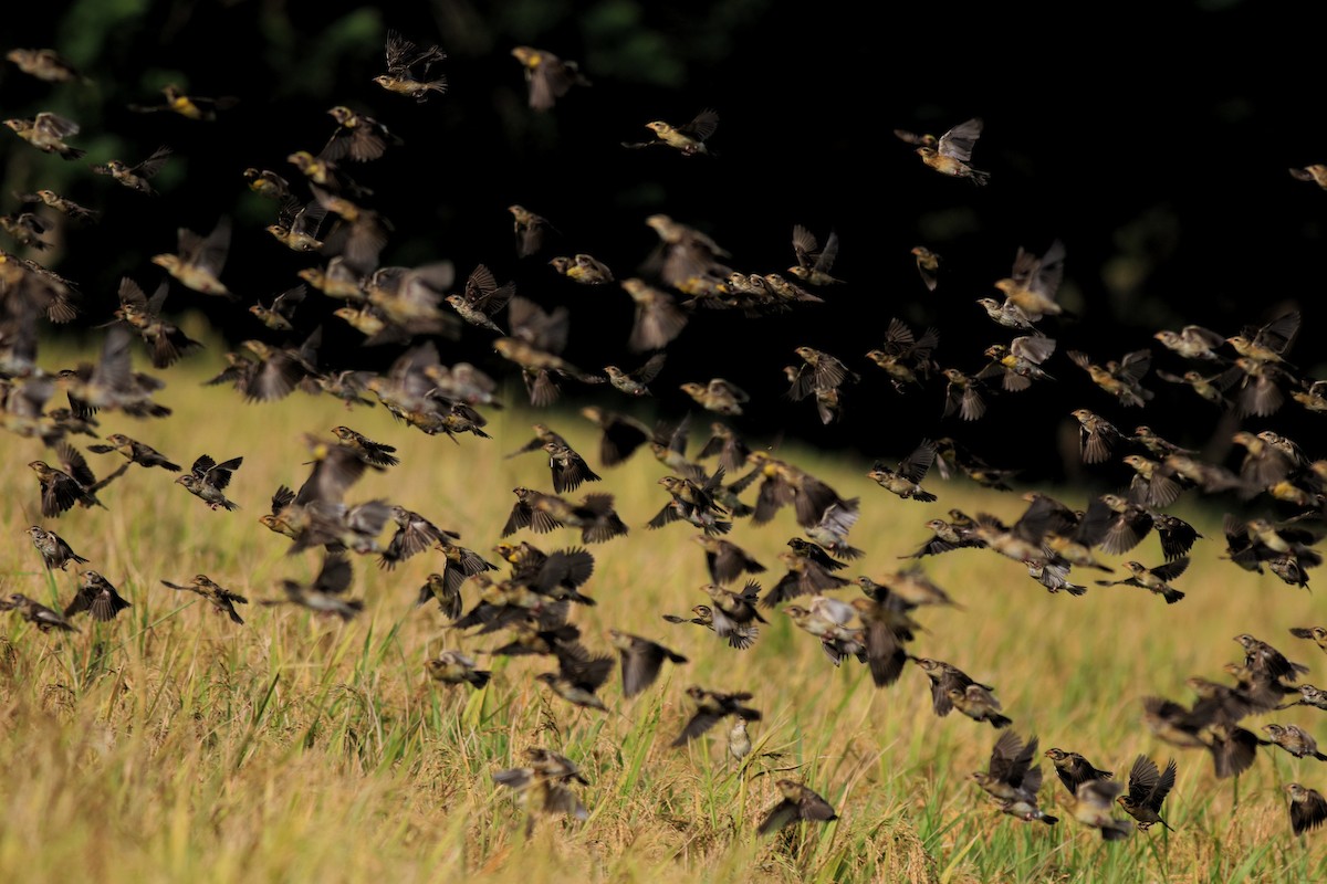 Baya Weaver - ML652633034
