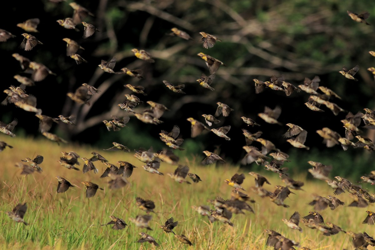 Baya Weaver - ML652633035