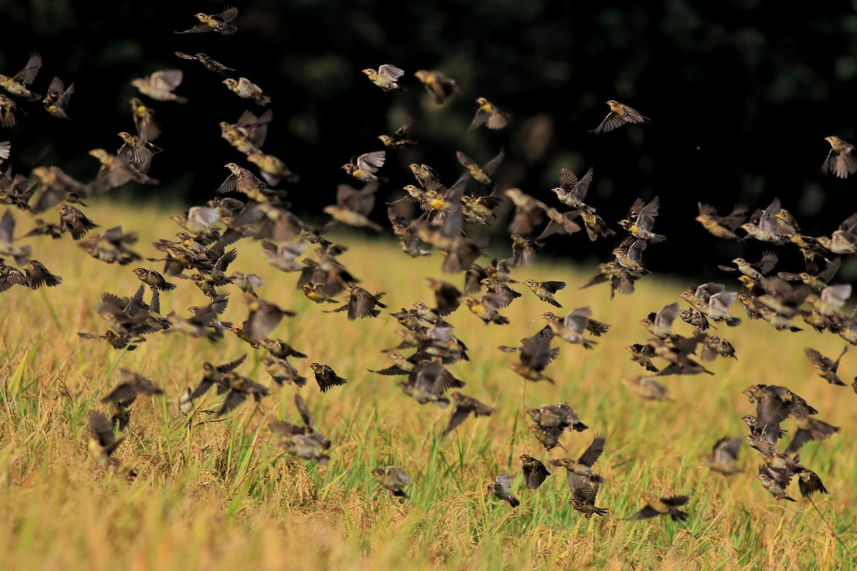 Baya Weaver - ML652633036
