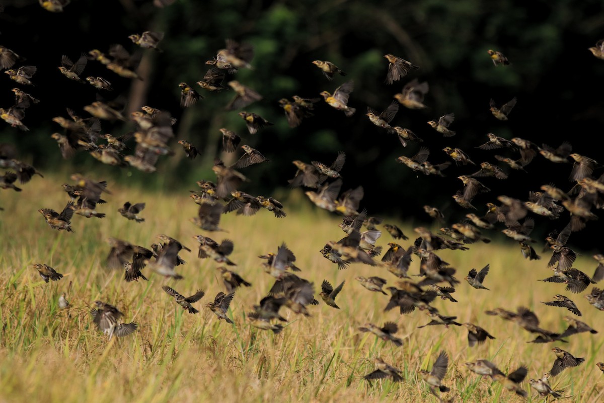 Baya Weaver - ML652633037