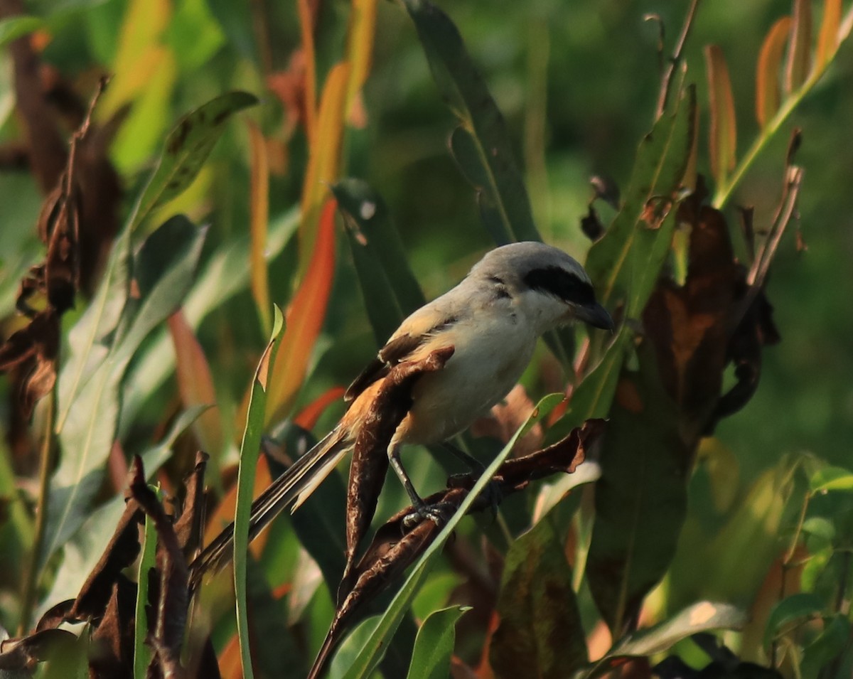 Long-tailed Shrike - ML652633111