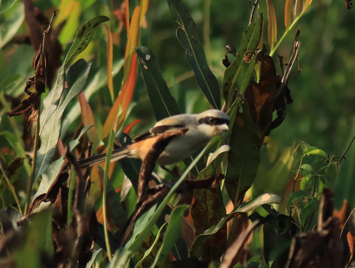 Long-tailed Shrike - ML652633112