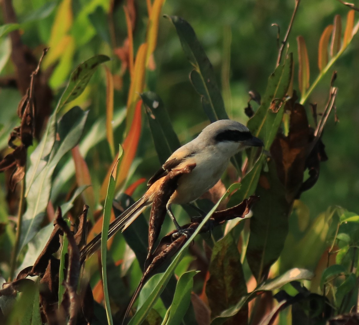 Long-tailed Shrike - ML652633113